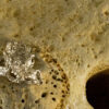 Saffron Ring 10124 - Image 6