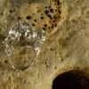 Urchin Ring 10139 - Image 4