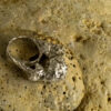 Urchin Ring 10139 - Image 2