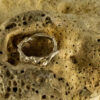 Branch Band Ring 10150 - Image 3