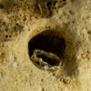 Branch Band Ring 10150 - Image 2