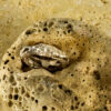 Nature Band Ring 10157 - Image 6