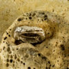 Nature Band Ring 10157 - Image 5