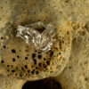 Nature Band Ring 10148 - Image 3