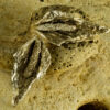 Peace Lilly Earrings 20126