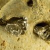 Freesia Earrings 20127 - Image 4