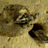 Leaf Earrings 20118 - Image 6