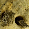 Leaf Earrings 20118 - Image 5