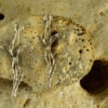 Branch Cross Earrings 20111 - Image 2