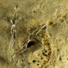 Branch Cross Earrings 20111 - Image 4