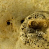 Sea Sponge Earrings 40147 - Image 3