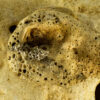 Sea Sponge Earrings 40147 - Image 2