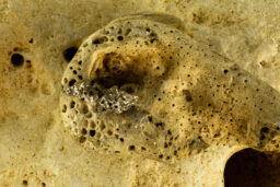 Sea Sponge Earrings 40147 - Image 2