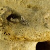 Sea Sponge Earrings 40147