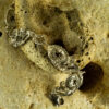 Coral Fossil Bracelet 60132 - Image 4