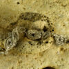 Coral Fossil Bracelet 60132 - Image 3