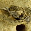Coral Fossil Bracelet 60132 - Image 2