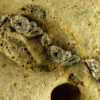 Coral Fossil Bracelet 60132