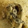 Coral Fossil Bracelet 60132 - Image 5