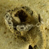 Coral Fossil Bracelet 60132 - Image 6