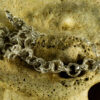 Link Rolo Chain 50135 - Image 6