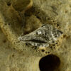 Conch Shell Pendant 30133 - Image 3