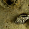 Conch Shell Pendant 30133