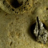 Conch Shell Pendant 30133 - Image 2