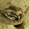 Peace Lilly Pendant 30126 - Image 3