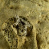 Acropora Pendant 30128
