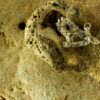 Acropora Pendant 30128 - Image 3