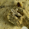 Leaf Cross Pendant 30116