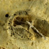 Nature Cross Pendant 30112 - Image 3