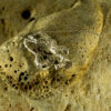 Elkhorn Pendant 30125