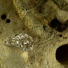 Elkhorn Pendant 30125 - Image 3