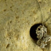 Elkhorn Pendant 30125 - Image 2