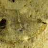 Starfish Pendant 30129 - Image 3
