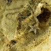 Starfish Pendant 30129 - Image 2